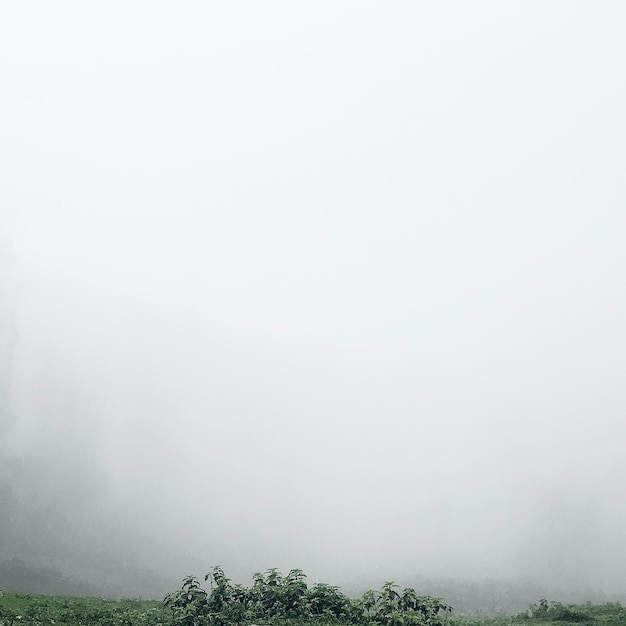 Green forest lawn meadow field in a thick white fog Plants herbs wildflowers Picturesque scenery Pure nature environment ecology frame template mockup