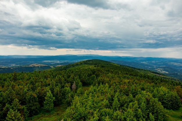 Green forest in mountains of Sudetes, Poland