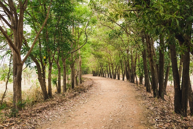 Green forest natural walkway in sunny day light. 