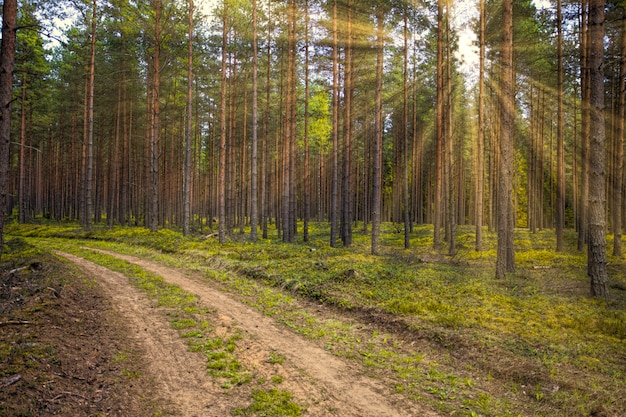 Green forest in the summer time with sun rays crashing through the trees