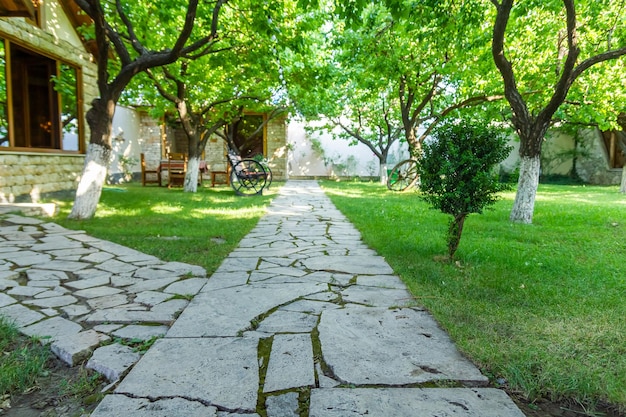 green forest in summer