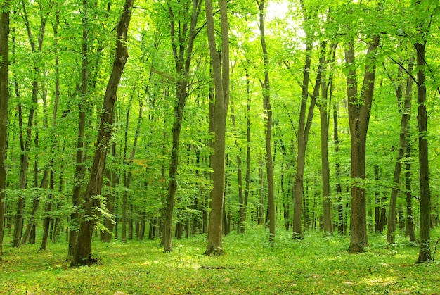 Green forest on a sunny day