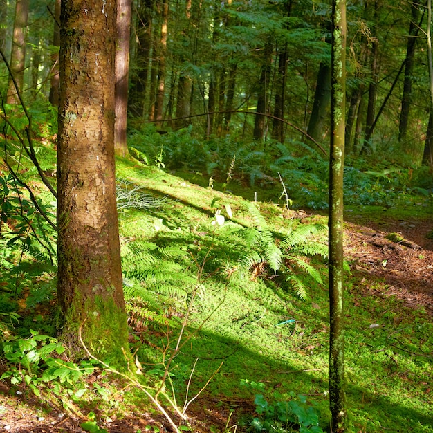 Green forest at sunrise