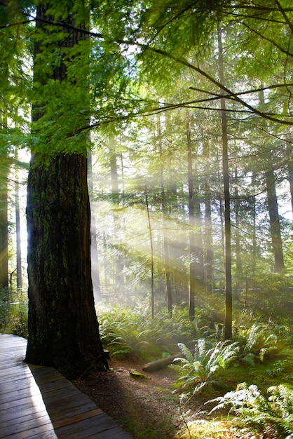 Green forest at sunrise