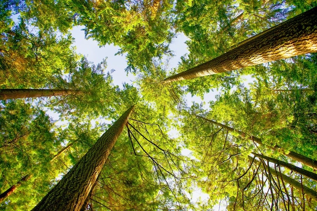 Green forest at sunrise