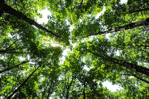 Green forest tree foliage in summer sun glowing through leaves, natural canvas texture.