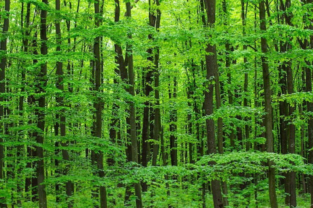 Green forest tree foliage in summer