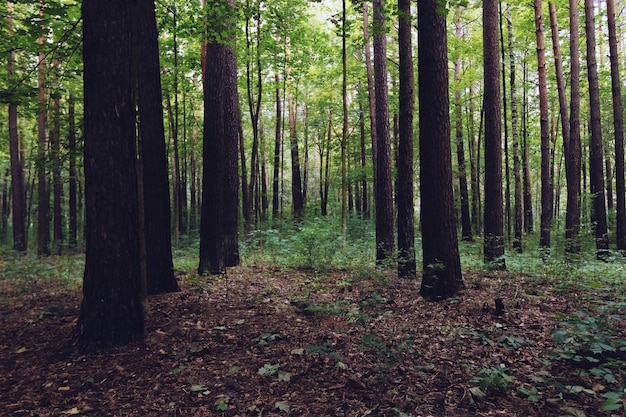 Green Forest trees nature green wood backgrounds