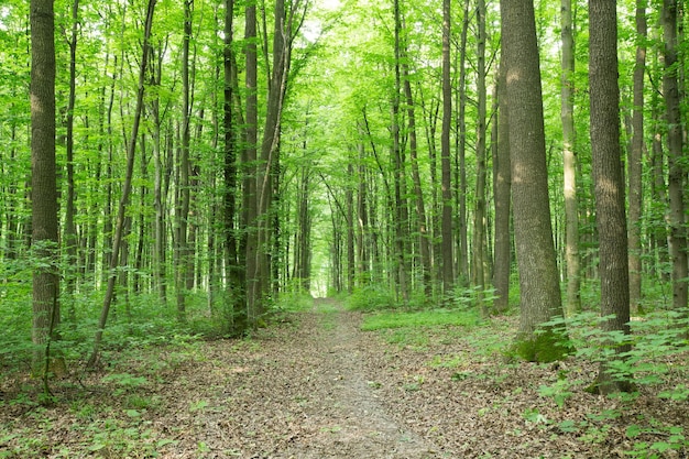 Green Forest trees nature green wood sunlight backgrounds