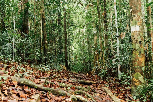 Green forest trees with deciduous leaves on the ground