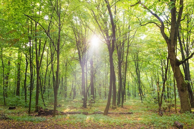 Green forest with autumn trees footpath and sun light through leaves