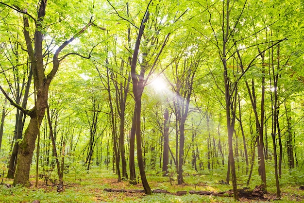 Green forest with autumn trees footpath and sun light through leaves