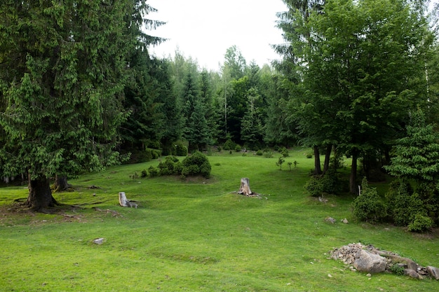 Green forest with a beautiful lawn