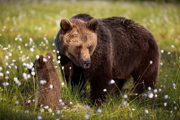 Green forest with grizzly bears in Finland during daylight