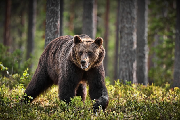 Green forest with grizzly bears in Finland during daylight