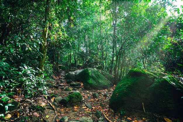 green forest with light ray