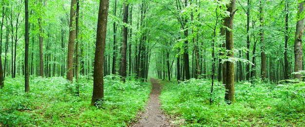 green forest with a path