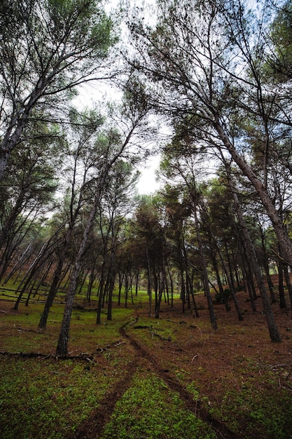 Green forest with a small path