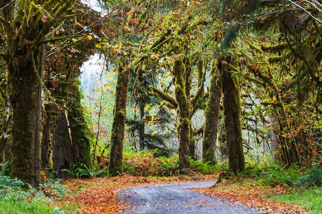 Green forest