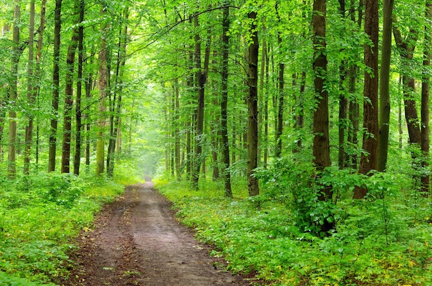 Green forest