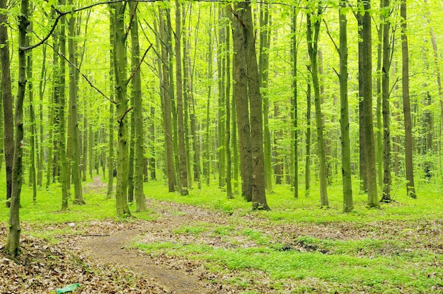 Green forest