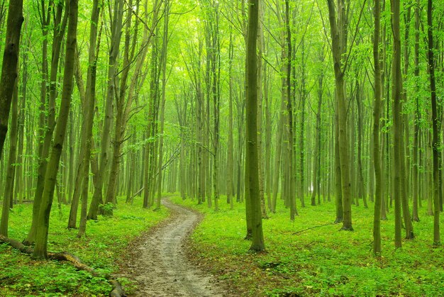 Green forest