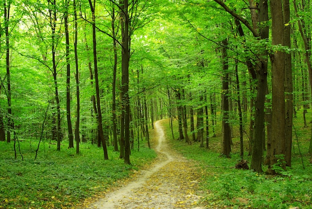 Green forest