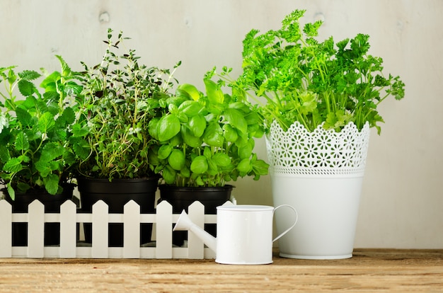 Green fresh aromatic herbs - melissa, mint, thyme, basil, parsley on white background. Banner collage frame from plants. 