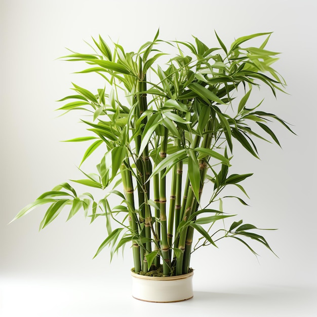 Green fresh bamboo tree on white background