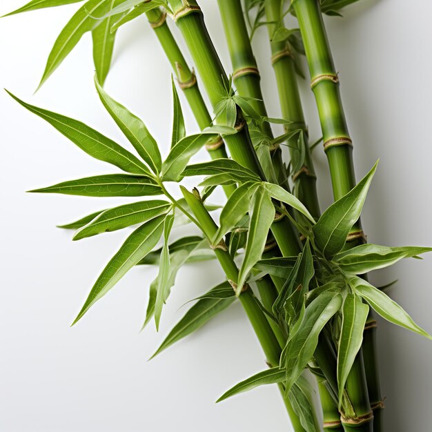 Green fresh bamboo tree on white background