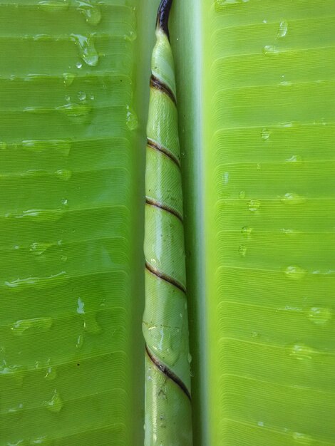 Green fresh banana leaf bud