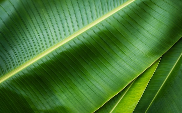 Green fresh banana leaves close nature background