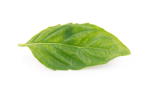 Green fresh basil leaves isolated on white background