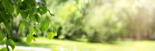 Green fresh birch leaves on a blurred background in the sunlight