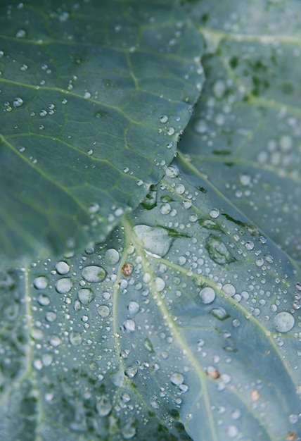 Green fresh cabbage grows in the garden. Large cabbage leaves are wet from the rain.