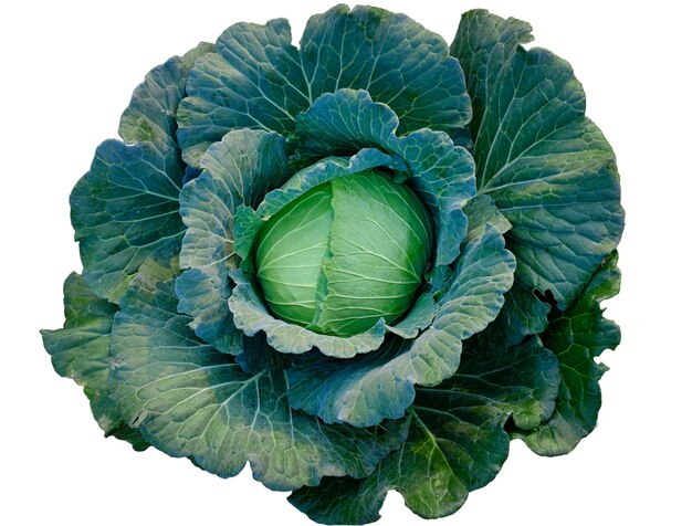 Green fresh cabbage maturing heads growing with clipping path