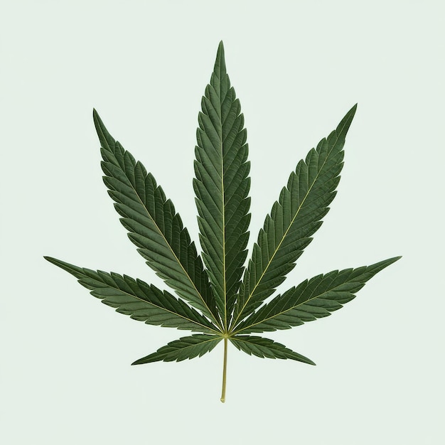 Green fresh cannabis leaves isolated on white background or xamarijuana leaf on white concept growi