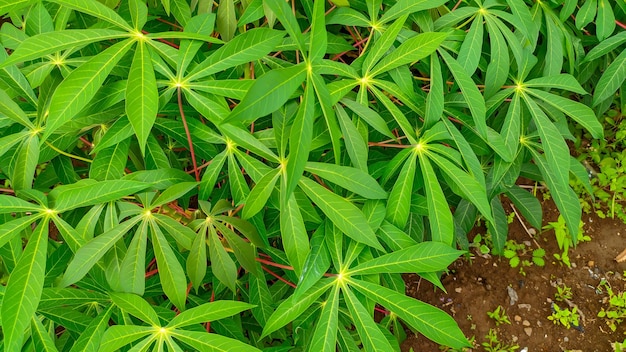 Green and fresh cassava leaves or the Latin name Manihot esculenta