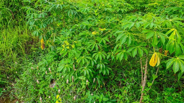 Green and fresh cassava leaves or the Latin name Manihot esculenta