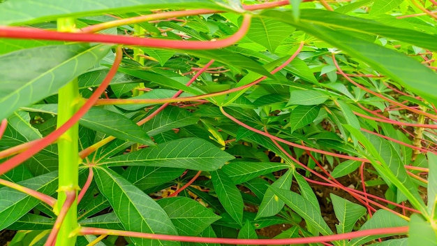 Green and fresh cassava leaves or the Latin name Manihot esculenta