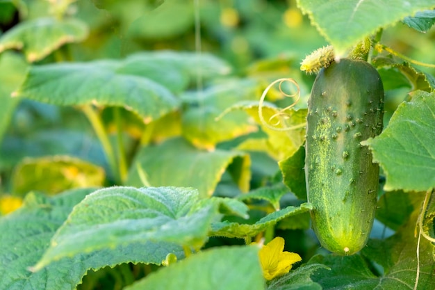 Green fresh cucumber plant ripen in garden on organic farm Cucumber crops planting and growth Cucumber with yellow flowers in vegetable garden close up