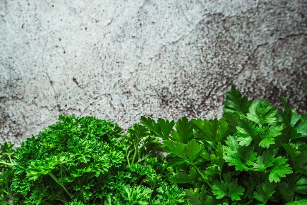 Green fresh fragrant curly parsley on a gray background