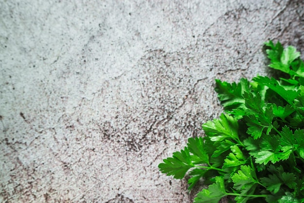 Green fresh fragrant parsley on a gray background 4