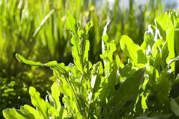 Green fresh grass A beautiful video with background of green grass in the sunlight Garden landscape