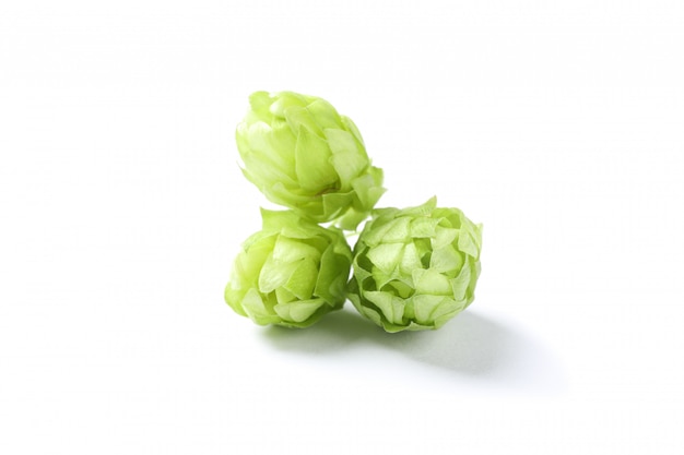 Green fresh hop cones isolated on white