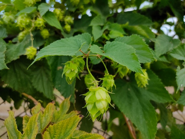 Green fresh hop flower and leaves