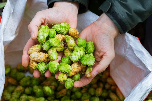 Green fresh hops for beer Male hands hold green hop cones