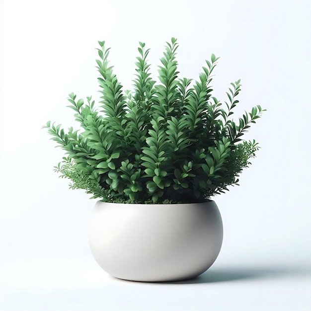 Green fresh indoor living room plants collection in white ceramic pot with white background