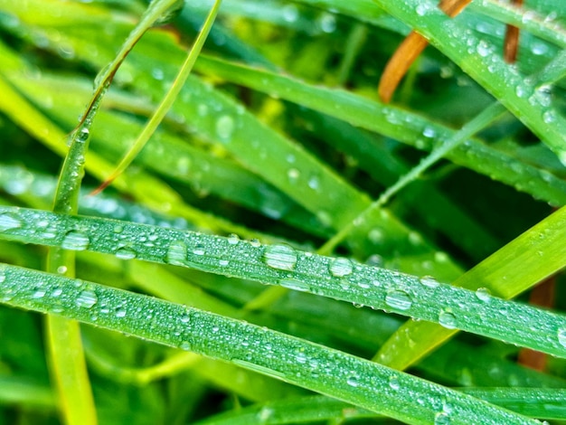 Green fresh leafs with water drops