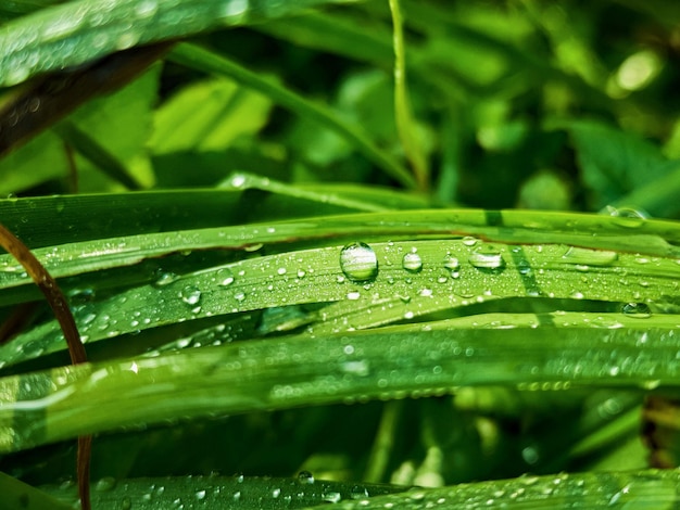 Green fresh leafs with water drops